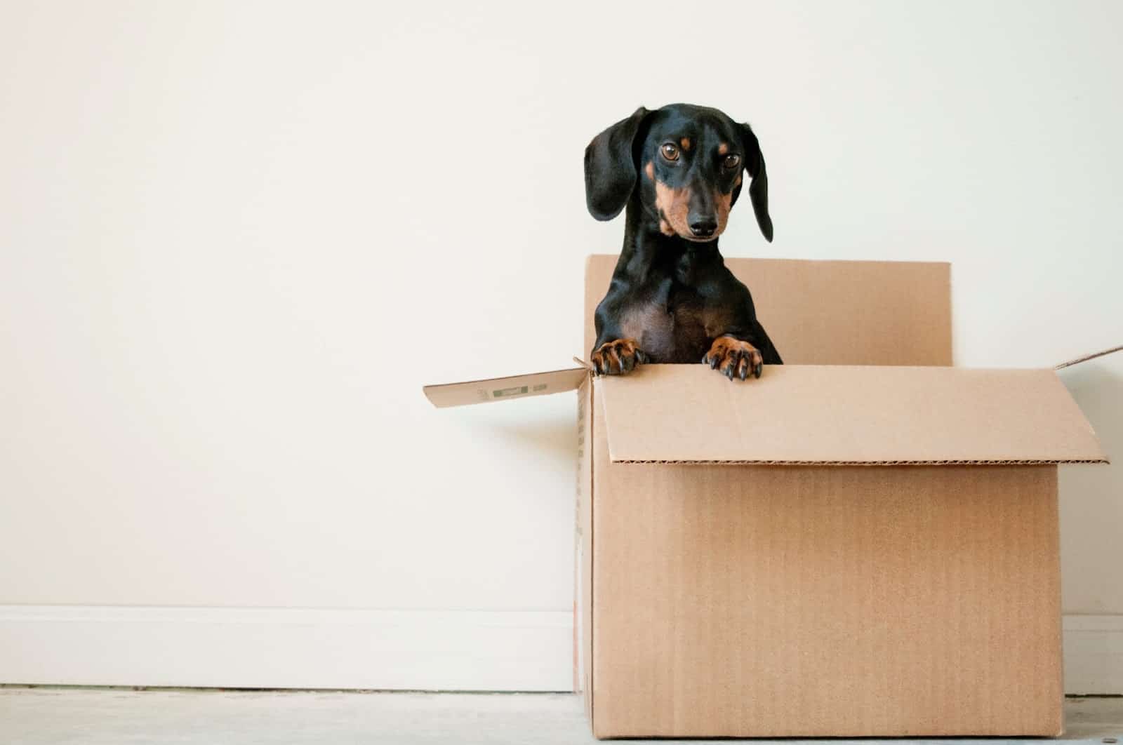 Small black and brown dog inside a moving box.